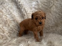 2 aylık Kore poodle bebekler