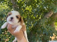 King Charles Cavalier