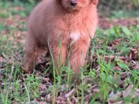 Mükemmel karakter ve vücut anatomisi labradordoodle yavrumuz