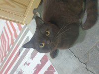 British longhair kedimize eş arıyoruz