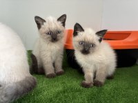 Irk Ve Sağlık Garantili British Shorthair Kediler