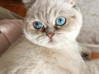 british shorthair silver point