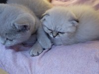 Scottish Fold Yavrusu