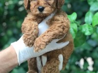 A KALİTE POODLE AYARINDA MALTİPOO BEBEK