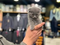 Scottish fold yavru kedilerimiz