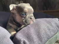 Güzeller güzeli french bulldog bebeklerimiz