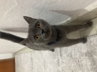 Uysal british shorthair kedimiz