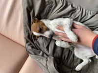 3 aylık dişi jack russell