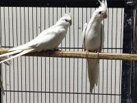 Albino lutino sultan papağanı yavrular mevcut