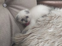 3 aylık scottish fold prensesim