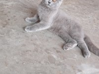 Eğitimli british shorthair