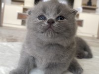Dişi scottish fold