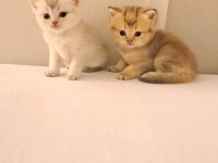 Scottish fold ve blue point bulunmayan cinsi