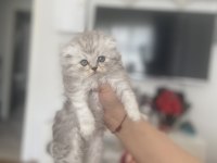 Tek kalan yavru kedimiz mavi gözlü anne baba ekde