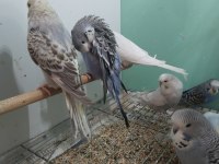 Yeni yeme düşmüş bebek muhabbetler jumbo çek ingiliz