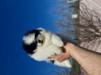 Yok denilecek kadar az panda pomeranian yavrular