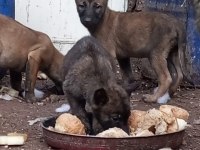 Belgian malinois ve hollanda dutc yavrular