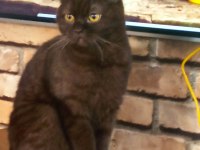 Scottish fold kedimiz annelegi mukemmel nutellayi