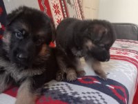 Orjinal alman kurdu yavrularımız