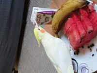 3 aylık erkek el besleme sultan papağanı