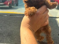 Kıvır kıvır dark brown poodle yavrular