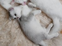 3 Aylık Silver Scottish Fold Dişi Yavru