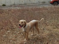 Depremzede Golden Retriever