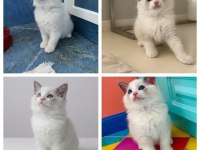 Ragdoll Dişi Ve Erkek Yavrular