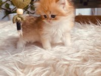 Teslime hazır oyuncu british longhair bebekler