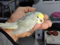 Bebek Muhabbet Kuşları