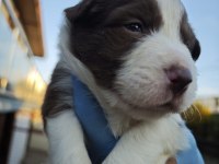 Sağlıklı safkan border collie yavrular