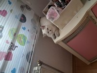 POFUDUK SCOTTİSH STRAİGHT