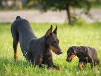 DOBERMAN YAVRU