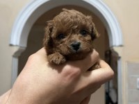2 Dişi ve 2 Erkek kırmızı kahve renk minyatür poodle