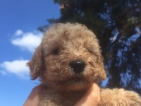 Toy poodle yavrular