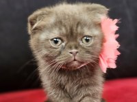 Scottish straight ve scottish fold yavrular