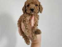 Toy poodle yavrularımız