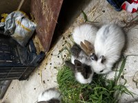 Manisa Aslanbaş tavşan