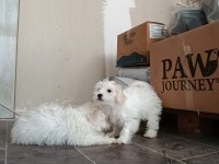 3 Aylık Maltese Pamuklar