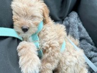 Poodle Gibi Maltipoo Bebekler