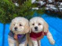 MALTİPOO DİŞİ YAVRULAR