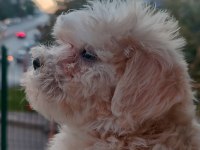 Akıl Küpü Minik Maltipoo Paticik