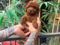 ORJİNAL IRK VE SAĞLIK GARANTİLİ KÖPEKLER