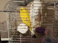 Takım lutino albino muhabbet kuşu