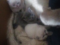 Scottish fold yavru Antalya yeni