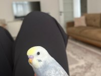 Ele alışık yavru 1 buçuk aylık erkek rainbow muhabbet kuşu