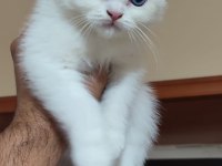 BRİTİSH SHORTHAİR KAR TOPLARI