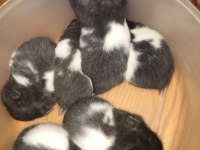 Suriye Hamsterları 4 haftalık