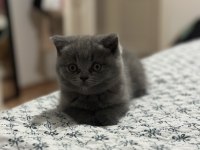 Tatlı yavrumuza yeni yuva arıyoruz scottish fold