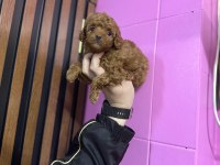 Toy poodle kendi köpeğimizin bebekleri UYGUN